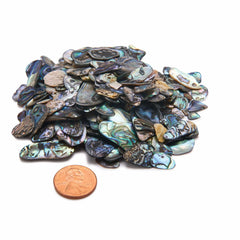 Paua Abalone Inlay Material - 2 oz